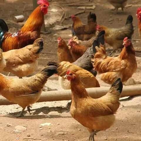 哈尔滨笨鸡纯粮食喂养