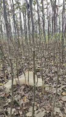 南阳各品种梨苗