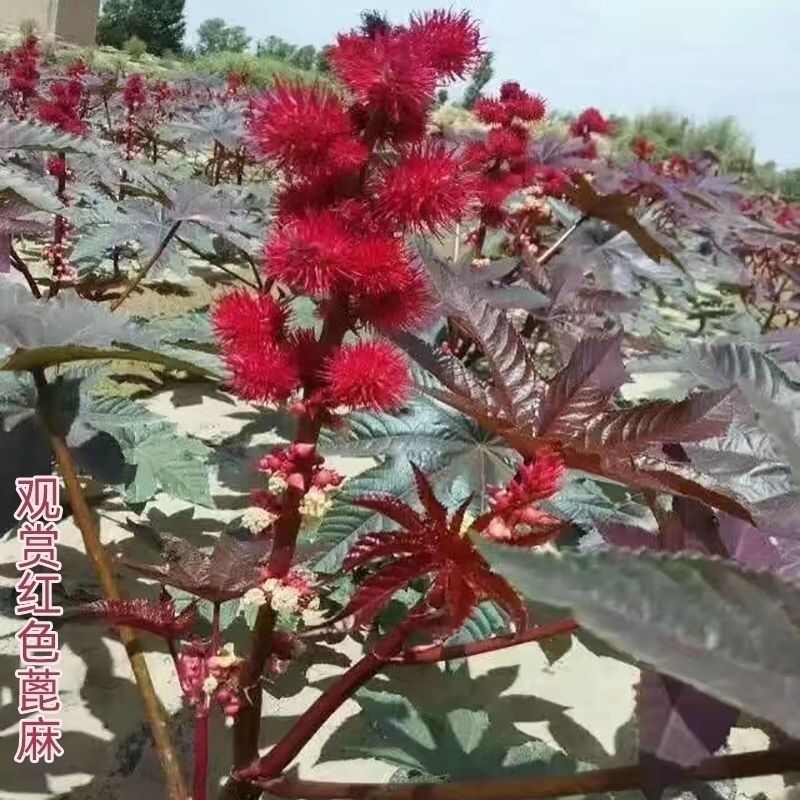 四季蓖麻种子蓖麻子秋季 绿蓖麻种子新货野生篦麻籽仁 红蓖麻种