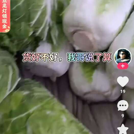 哈尔滨东北大白菜