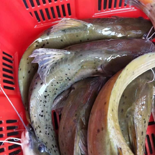 南宁成品西江钳