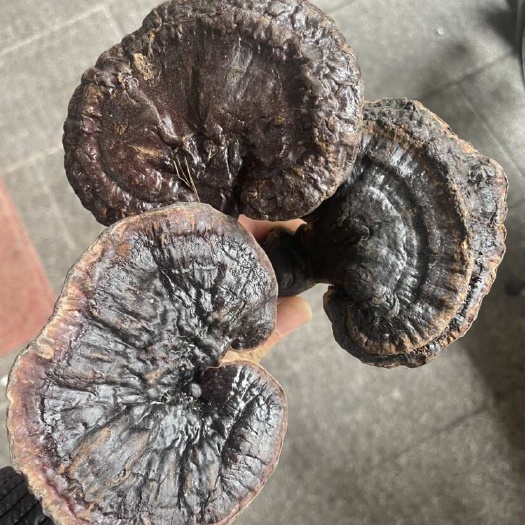 玉林紫灵芝￼ 黑灵芝，不苦，纯货紫灵芝大货供应欢迎选