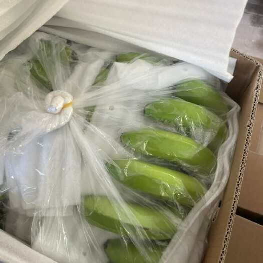 勐腊县牛角蕉