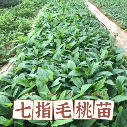 灵山县七指毛桃苗