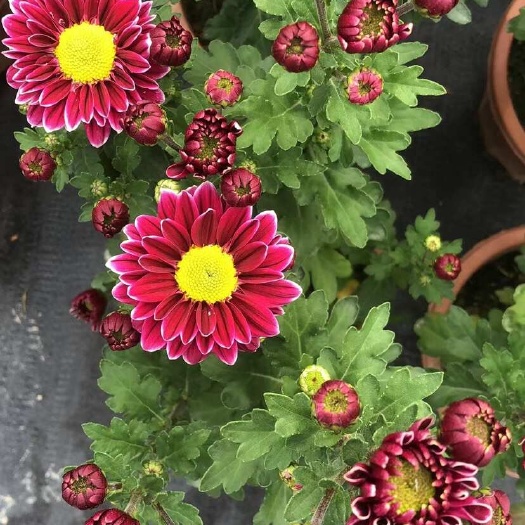 菊花