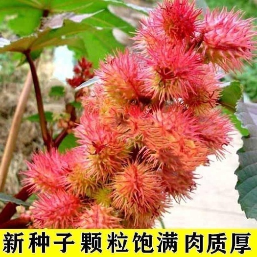四季蓖麻种子蓖麻子秋季 绿蓖麻种子新货野生篦麻籽仁 红蓖麻种