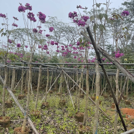 普宁市紫花风玲木3-4-5-6-7-8-9-10公分现货支持视频