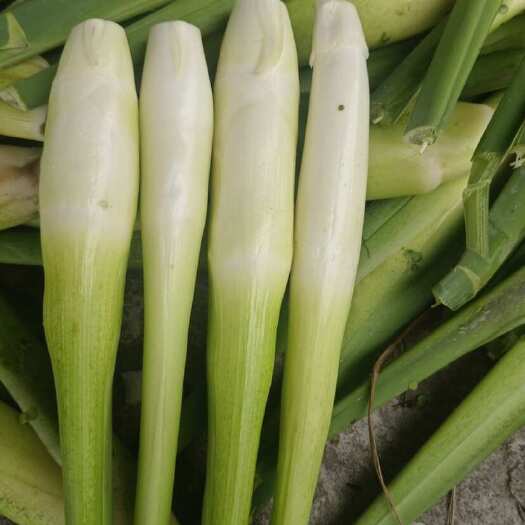 漳州新鲜茭白