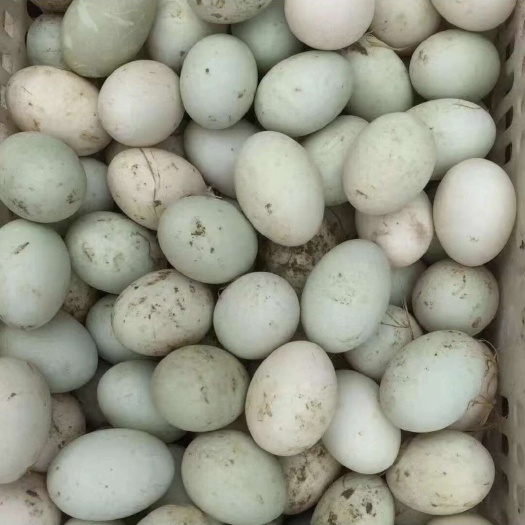 随州鸭蛋