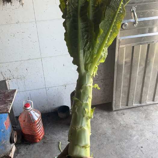 荆州莴笋