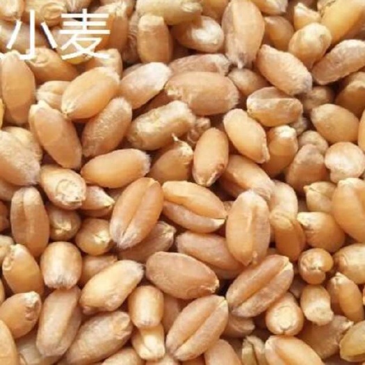 三级小麦