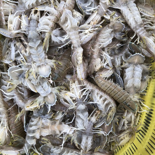 北海一手货源皮皮虾，熟冻皮皮虾 冰鲜皮皮虾  大量批发，质量保证