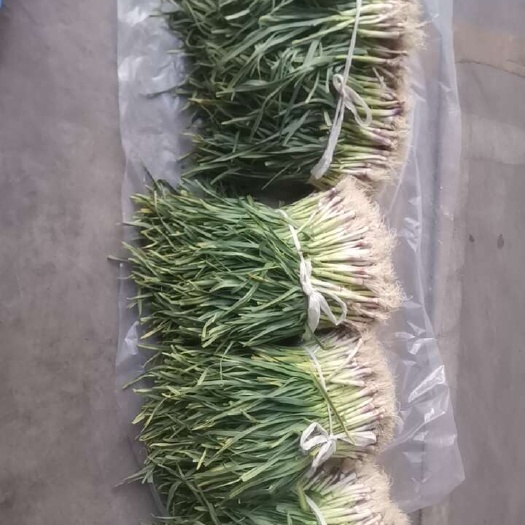 安顺红根蒜苗