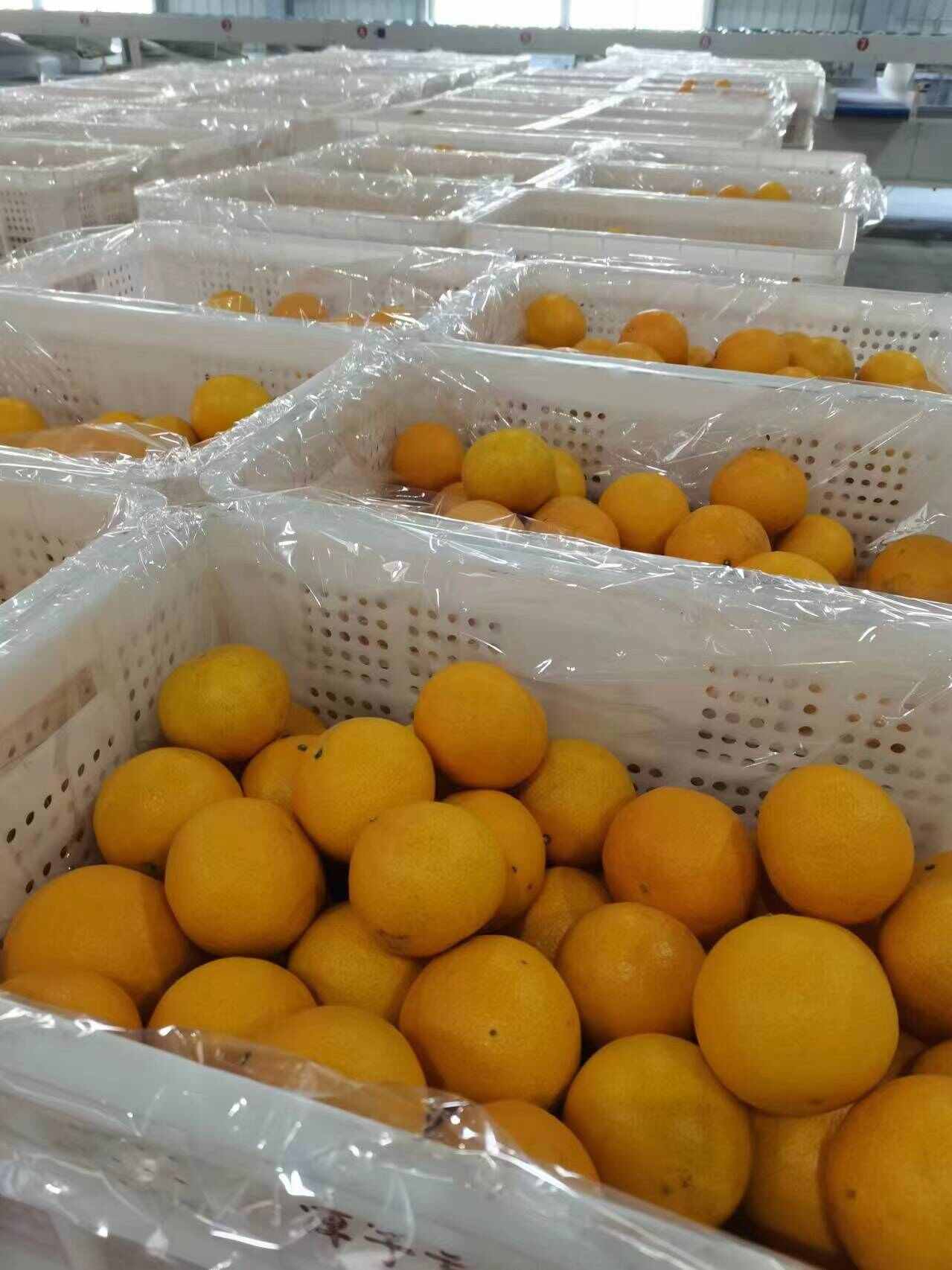 爱媛橙黄美人