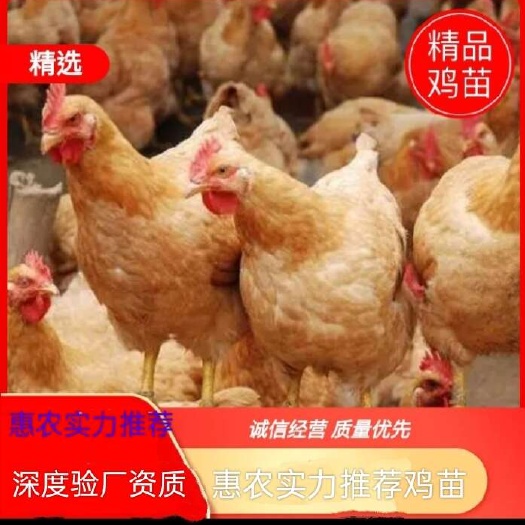 三黄鸡苗大种三黄鸡包运输,三黄鸡苗打好疫苗发货包对版