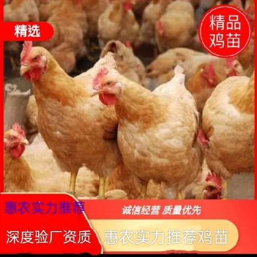 灌云县三黄鸡苗大种三黄鸡包运输，三黄鸡苗打好疫苗发货包对版