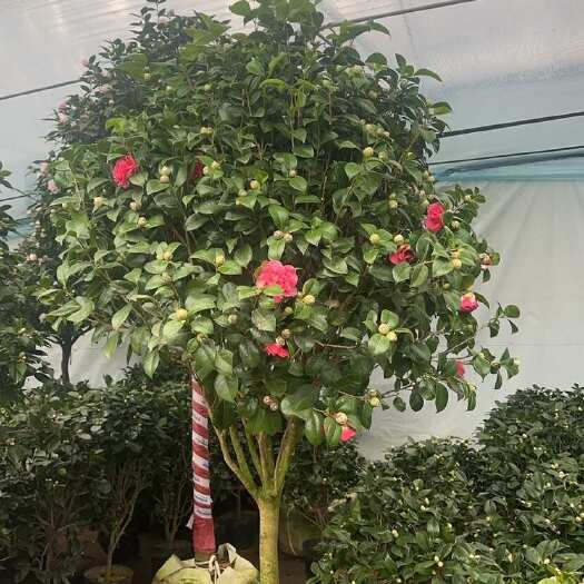 沭阳县茶花