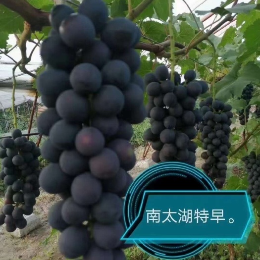 卢龙县南太湖特早葡萄苗，及早熟，颗粒大特甜，抗病产量高，好管理