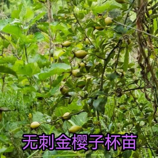 灵山县金樱子树苗无刺金婴子植物中药材20公分左右。