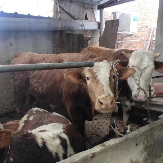邳州市家养西门塔尔肉牛