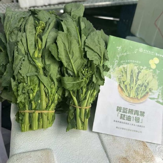 广州板蓝根青菜