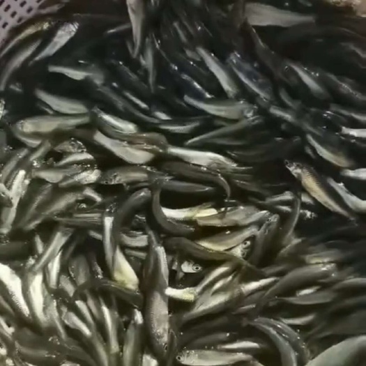微山县青鱼苗