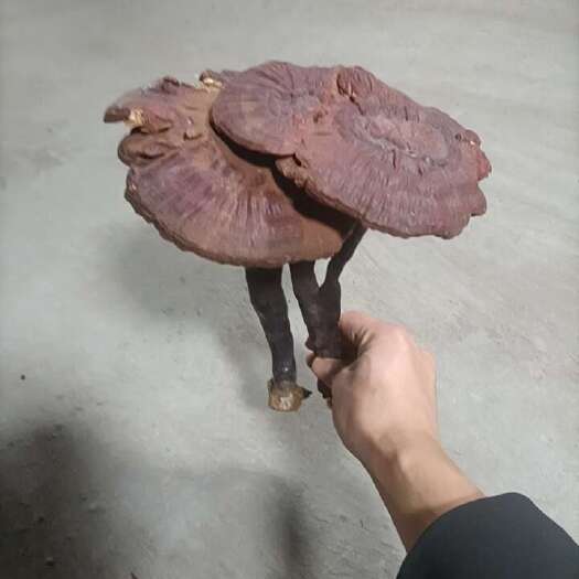 绥阳县灵芝