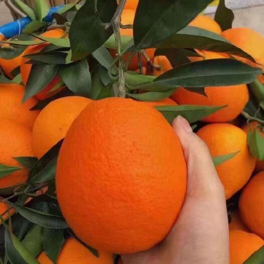 奉节奉节脐橙 现摘现发 包邮 价格实惠 产地直发