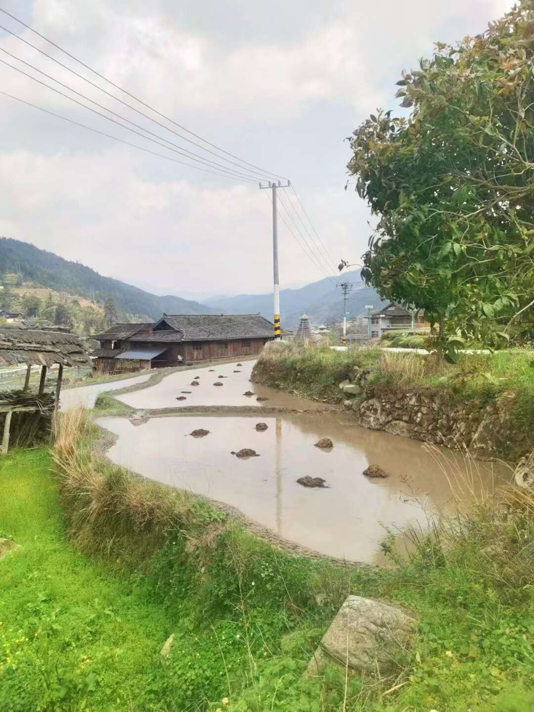 高海拨地区种植的香软米梗稻谷