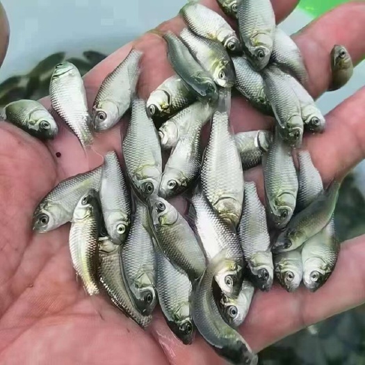 广州优质快大型鲫鱼苗，优质圆头鲫鱼苗