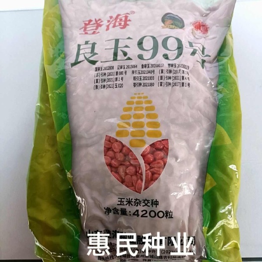 华容县登海良玉99号玉米种子杂交国审抗旱抗倒矮杆大棒优质玉米种籽