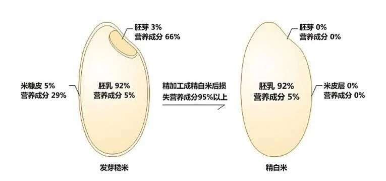 高海拨地区种植的香软米梗稻谷