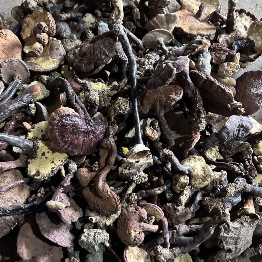 宜昌灵芝、天然灵芝