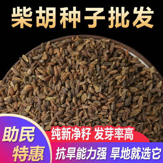 纯新北黑柴胡种子新黄柴胡种籽包邮送种植资料