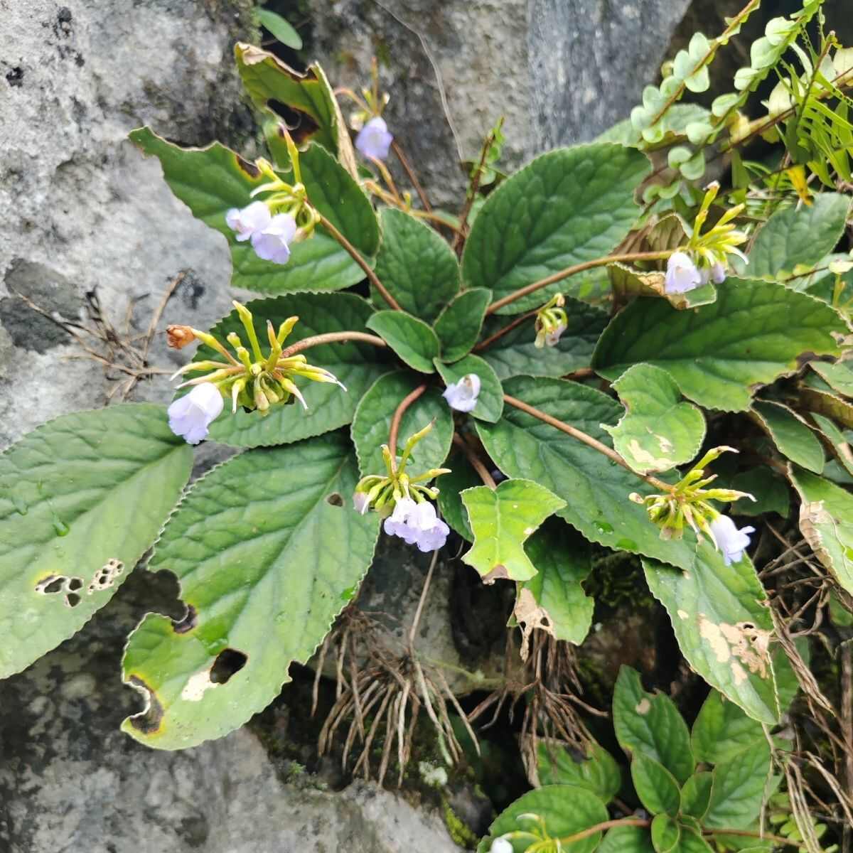 广西新鲜石上莲中药材大叶石上莲软肝草