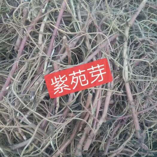 亳州紫宛芽子