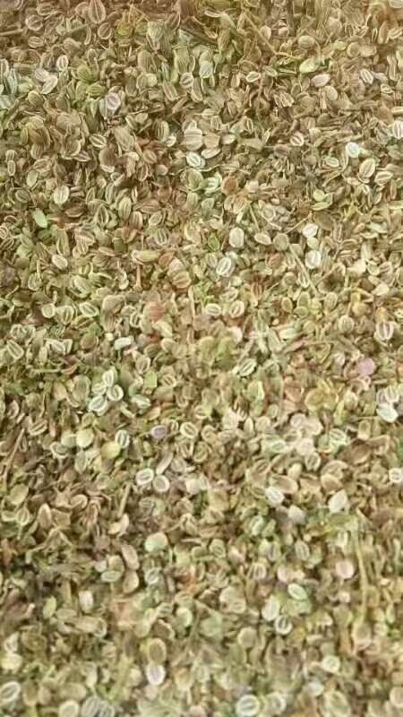 亳州前胡种子白花