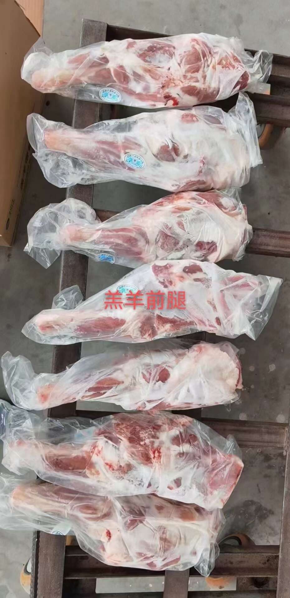 内蒙古锡林浩特大草原散养羔羊羊前腿