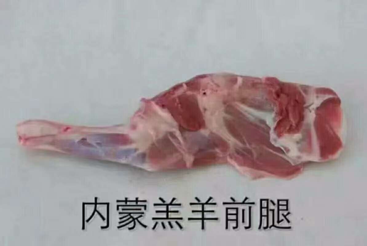 内蒙古锡林浩特大草原散养羔羊羊前腿