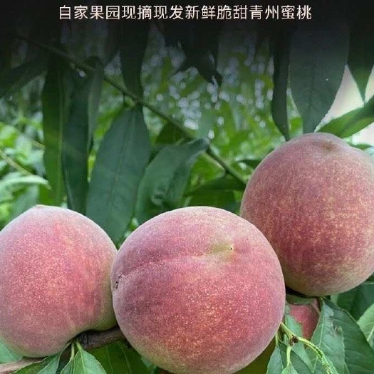 青州市青州蜜桃代发