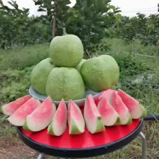 灵山县红心番石榴苗，白心番石榴苗  红宝石番石榴苗
