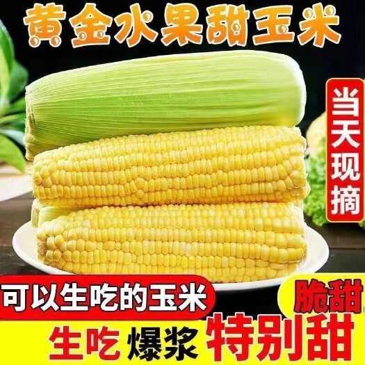温岭市现摘云南新鲜甜玉米 水果玉米即食甜玉米代餐新鲜爆浆香甜批发