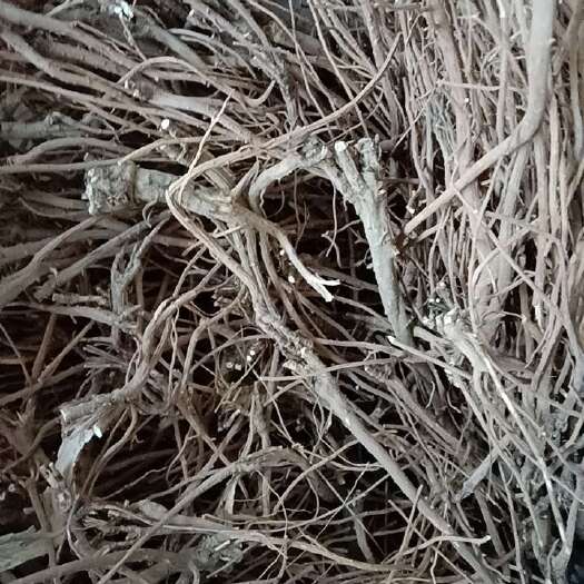 洪洞县柴胡