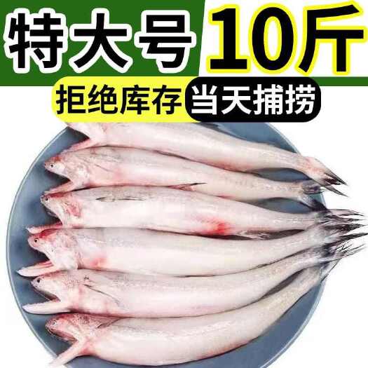 连云港龙头鱼海鲜大头鱼水龙鱼新鲜九肚鱼豆腐鱼鲜活冷冻包邮丝丁鱼水潺