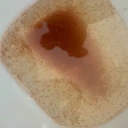 佛山鲜活水珠出售，品质保证