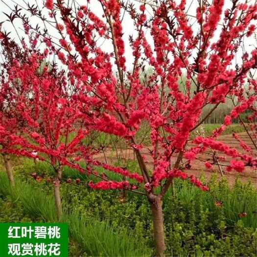 汝南县碧桃树苗， 包邮发货 红叶碧桃苗，观赏桃树，紫叶碧桃树