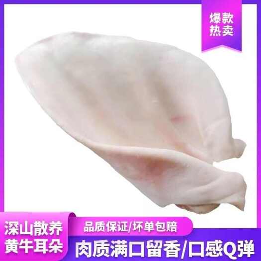 连云港新鲜黄牛耳朵牛杂火锅食材食堂凉菜卤菜商用牛耳朵批发牛耳