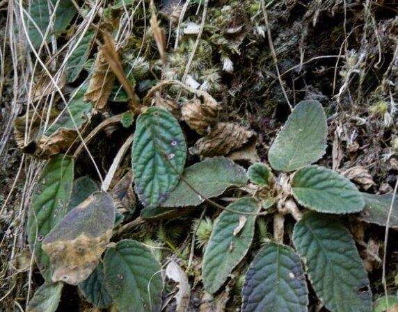 上林县大山铁甲草软肝草石上莲产地一手新鲜货源17.5元/斤包邮