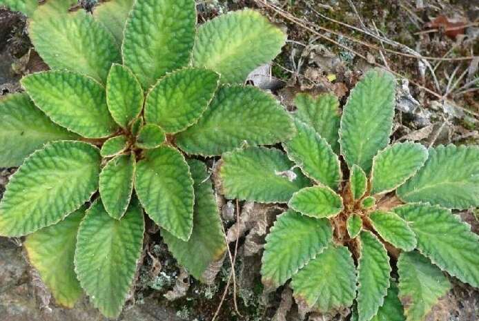 大山铁甲草软肝草石上莲产地一手新鲜货源17.5元/斤包邮