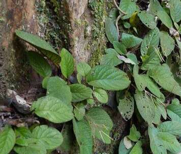 大山铁甲草软肝草石上莲产地一手新鲜货源17.5元/斤包邮